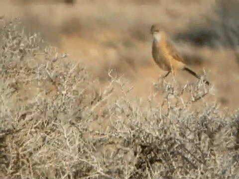 זנבן אפריקני - ML201211971