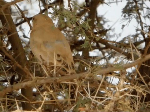 Desert Sparrow - ML201211991