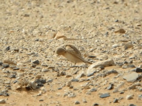 Bar-tailed Lark - ML201212021