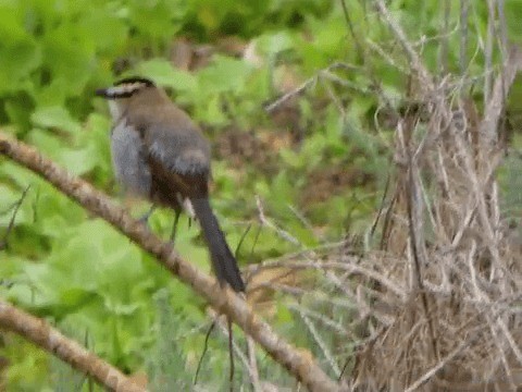 Black-crowned Tchagra (Hooded) - ML201212061