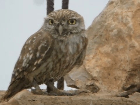 Little Owl (Little) - ML201212091
