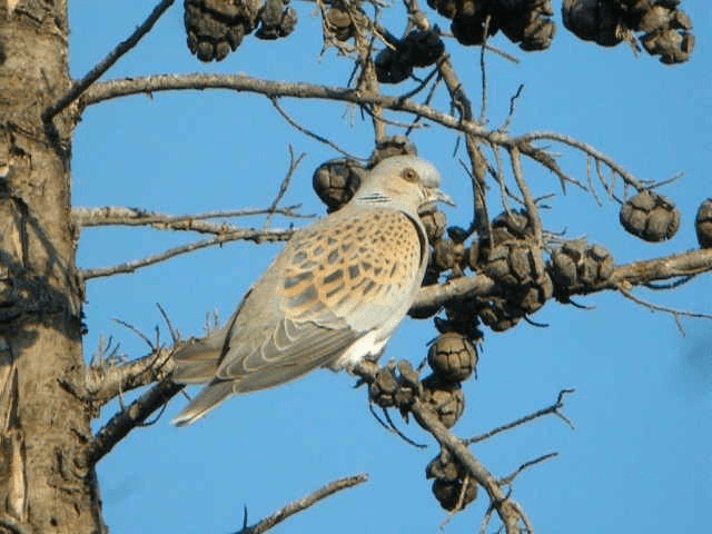 European Turtle-Dove - ML201212151