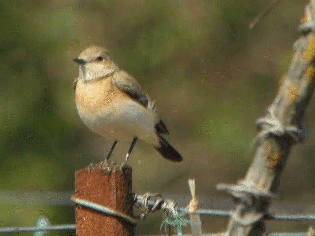 Collalba Rubia Oriental - ML201212171