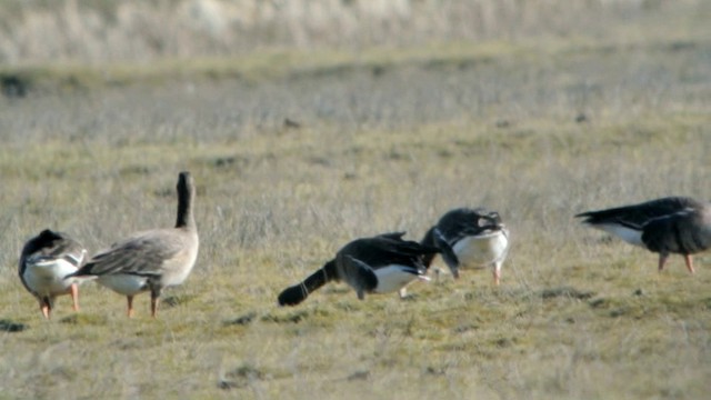 Greater White-fronted Goose (Eurasian) - ML201212971