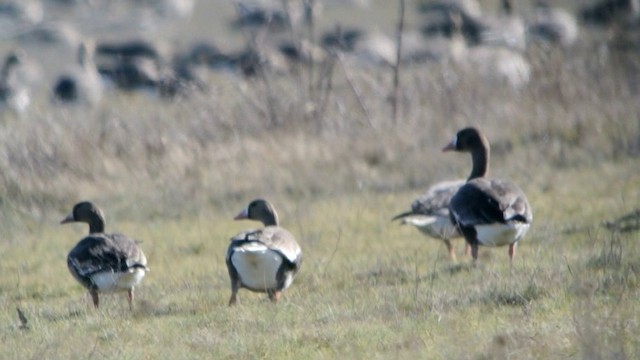 Greater White-fronted Goose (Eurasian) - ML201212981