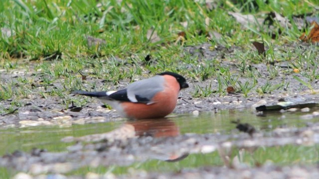 Eurasian Bullfinch (Eurasian) - ML201213061