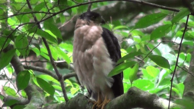 Bicolored Hawk (Bicolored) - ML201213161