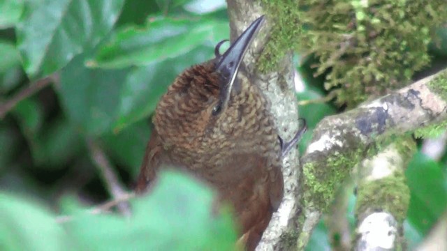 Northern Barred-Woodcreeper (Western) - ML201213261