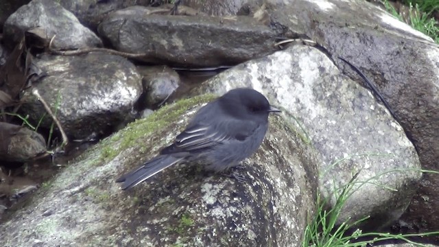 Moucherolle noir (groupe nigricans) - ML201213301