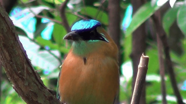 diademmotmot - ML201213361