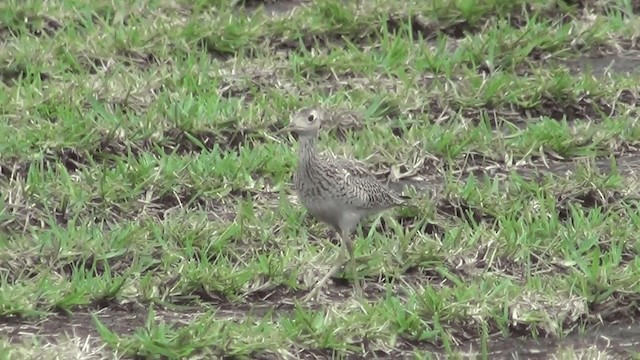 Upland Sandpiper - ML201213371