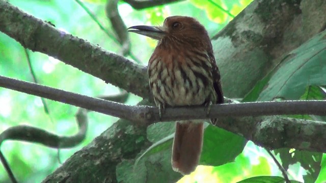 White-whiskered Puffbird - ML201213391