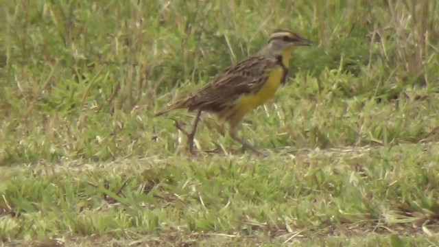 Eastern Meadowlark (Eastern) - ML201213401