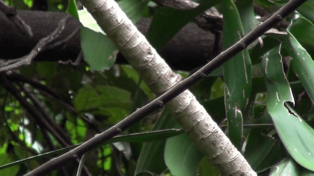 Eastern Wood-Pewee - ML201213451