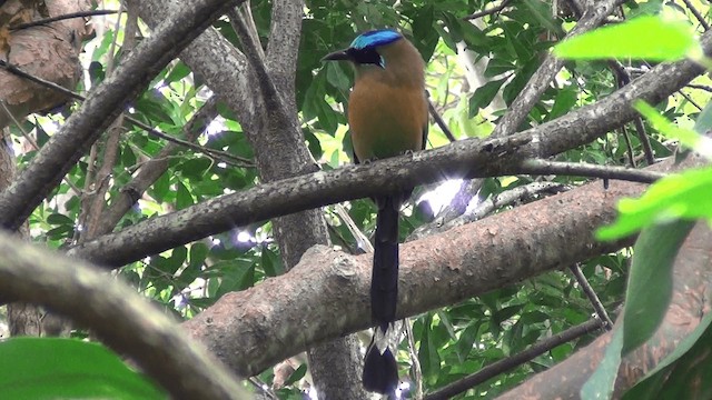 Lesson's Motmot - ML201213461