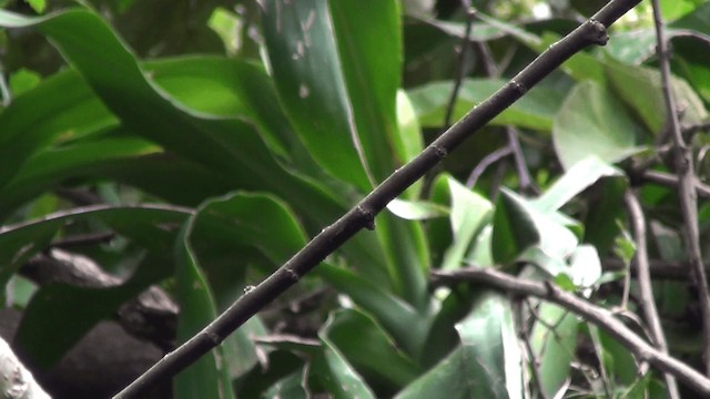 Eastern Wood-Pewee - ML201213471