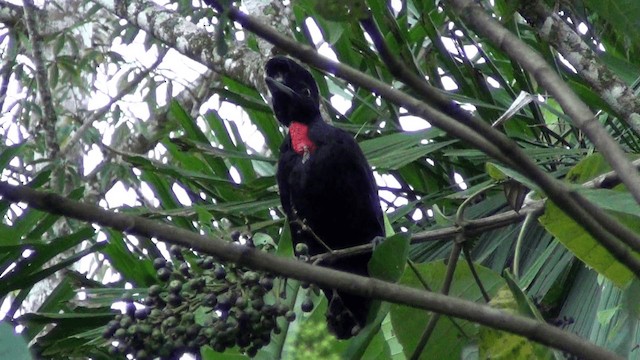 Bare-necked Umbrellabird - ML201213481