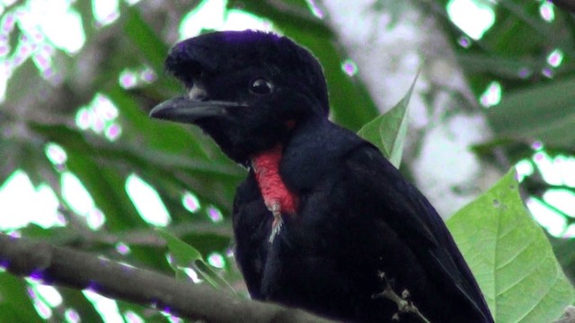 Bare-necked Umbrellabird - ML201213491