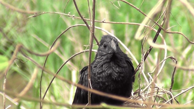 Groove-billed Ani - ML201213501