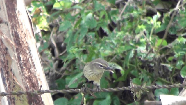 Palm Warbler (Western) - ML201213521