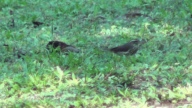 Northern Waterthrush - ML201213541