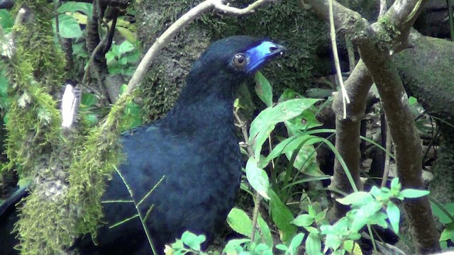 Kara Orak Kanatlı Guan - ML201213571