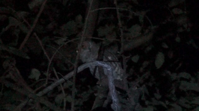 Pacific Screech-Owl (cooperi) - ML201213601