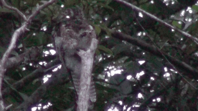 Common Potoo - ML201213621