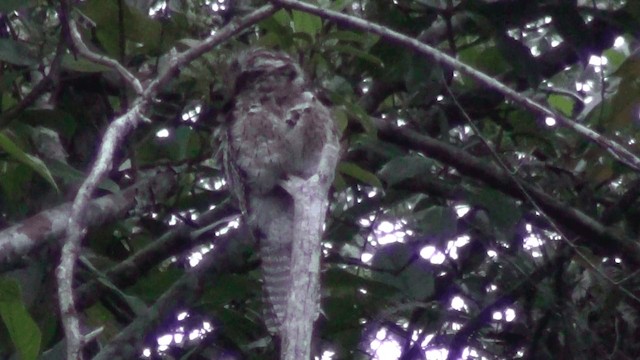 Common Potoo - ML201213631