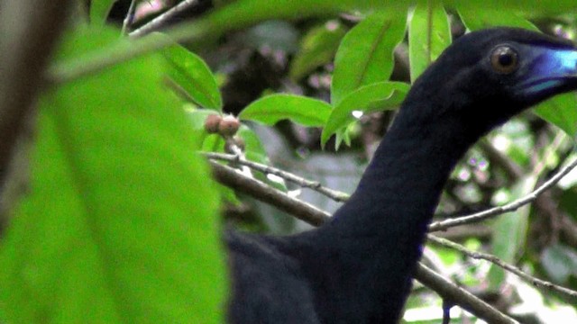 Schwarzguan - ML201213671