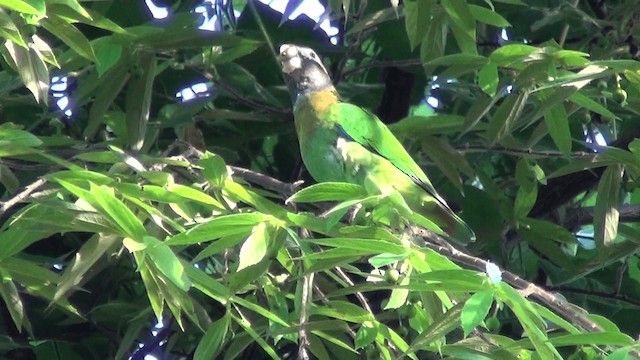 Brown-hooded Parrot - ML201213711