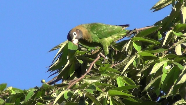 Brown-hooded Parrot - ML201213721