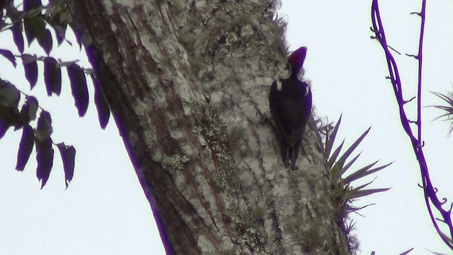 Lineated Woodpecker (Lineated) - ML201213771