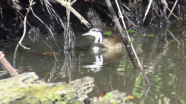 Sungrebe - ML201213801