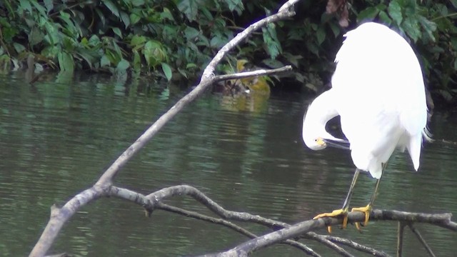 Snowy Egret - ML201213811