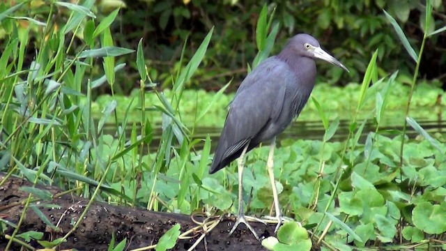 Aigrette bleue - ML201213821