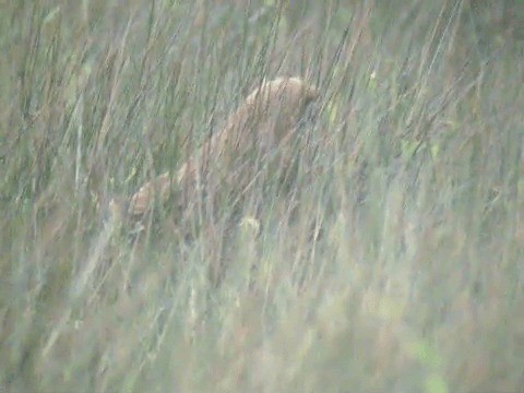 Marsh Owl - ML201214001