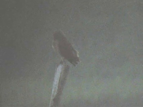 Bataklık Baykuşu - ML201214011