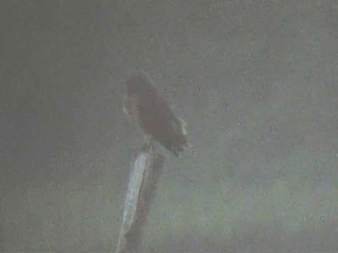 Marsh Owl - ML201214011