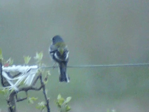 アフリカズアオアトリ　(africana) - ML201214091