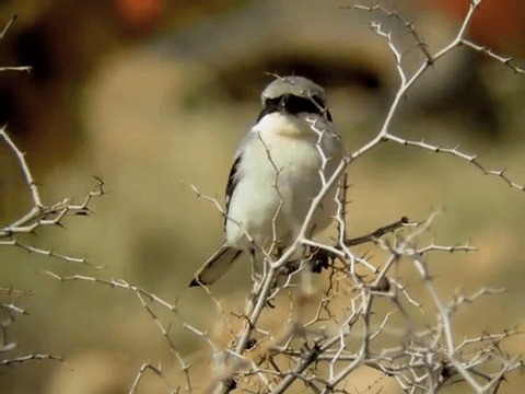 Great Gray Shrike (Sahara) - ML201214111