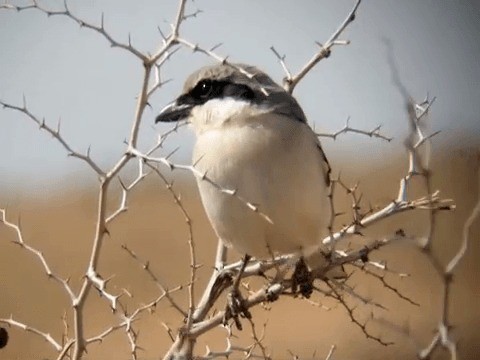 Great Gray Shrike (Sahara) - ML201214121