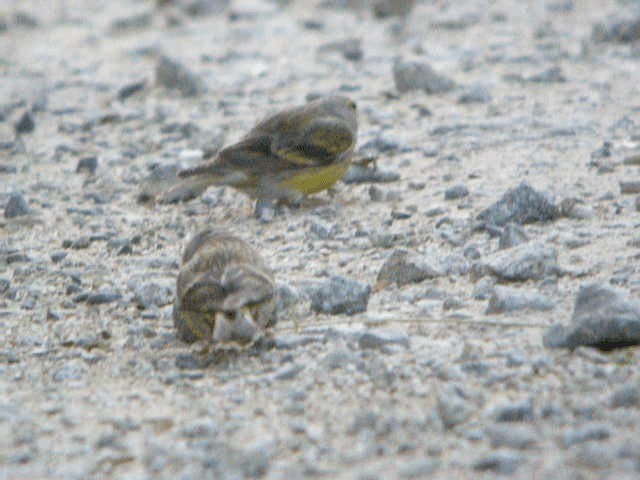 Citril Finch - ML201214781