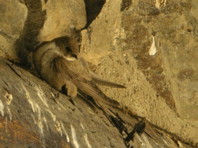 Eurasian Crag-Martin - ML201214811