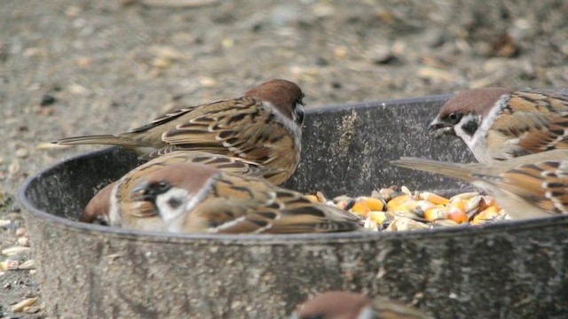 Eurasian Tree Sparrow - ML201214921