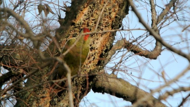 Eurasian Green Woodpecker (Eurasian) - ML201214941