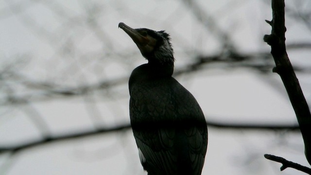 Great Cormorant (Eurasian) - ML201214951