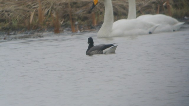 Brant (Dark-bellied) - ML201215041