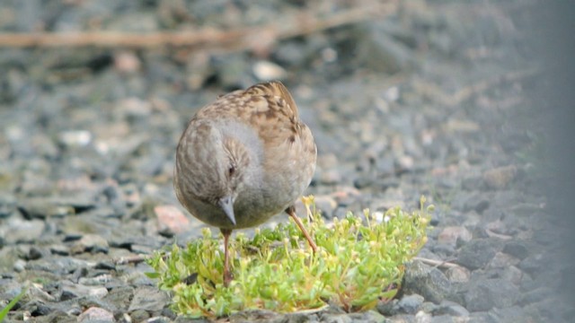 Dunnock - ML201215111