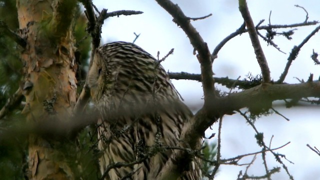 Ural Owl - ML201215171